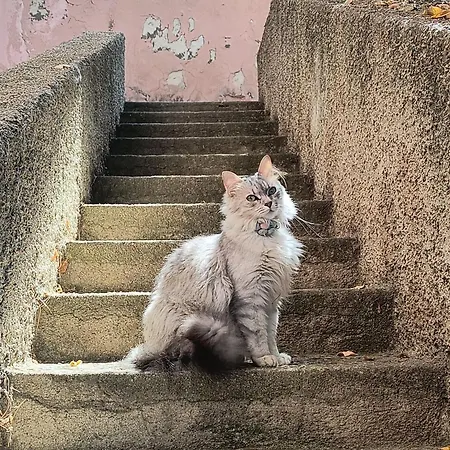 Apartman Gabbiano By Interhome *